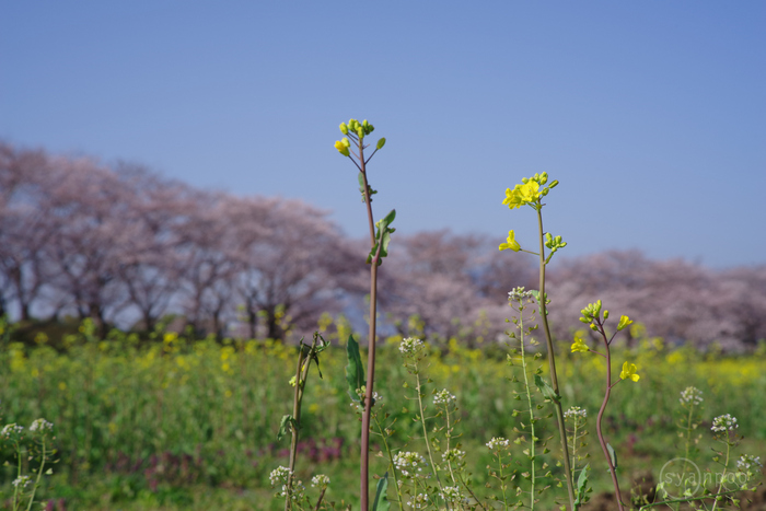 ペンタックス HD PENTAX-DA 70mm F2.4 Limited ／ 奈良 藤原宮跡醍醐池